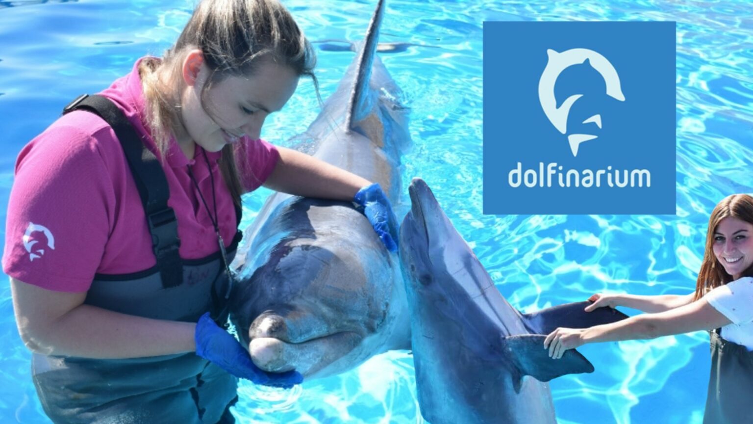 7,50 korting op Dolfinarium - Goedkoop weg met kinderen
