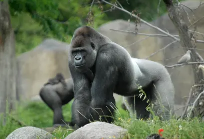 dierentuin aanbiedingen