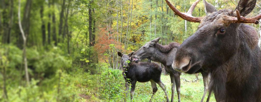 Hochwildpark Rheinland