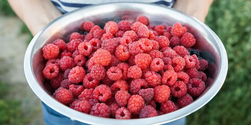 Frambozen plukken